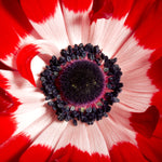 Anemone coronaria - Windflowers - St. Brigid Mix