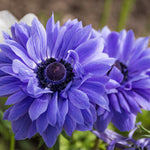 Anemone coronaria - Windflowers - St. Brigid Mix