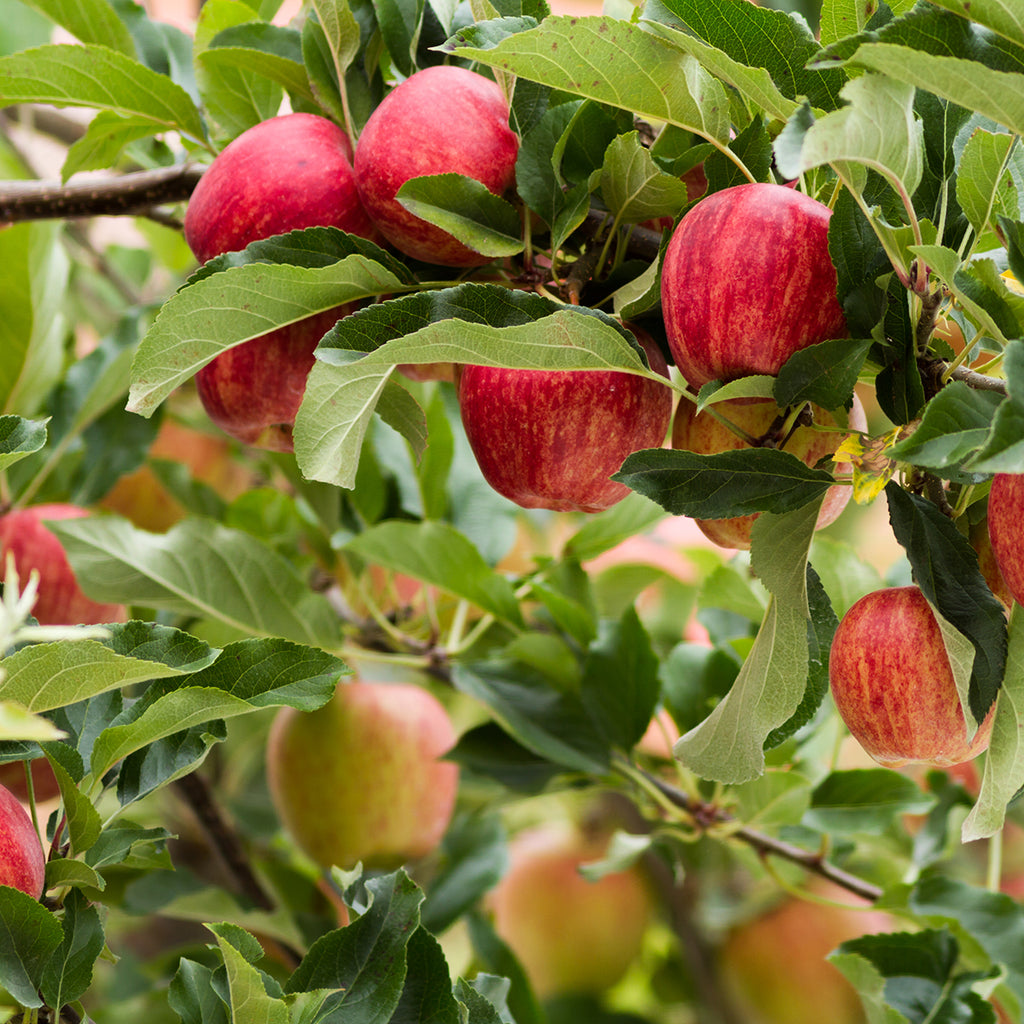 Red Fuji Apple Tree