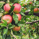 Apple Tree - Honeycrisp
