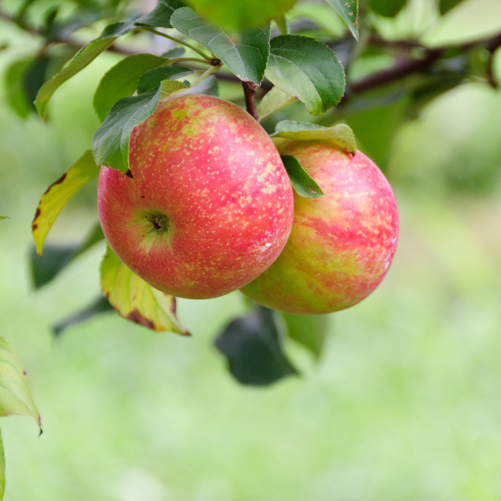 Honeycrisp Apple Information: Learn About Growing Honeycrisp