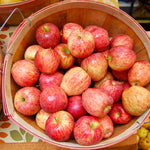 Apple Tree - Honeycrisp