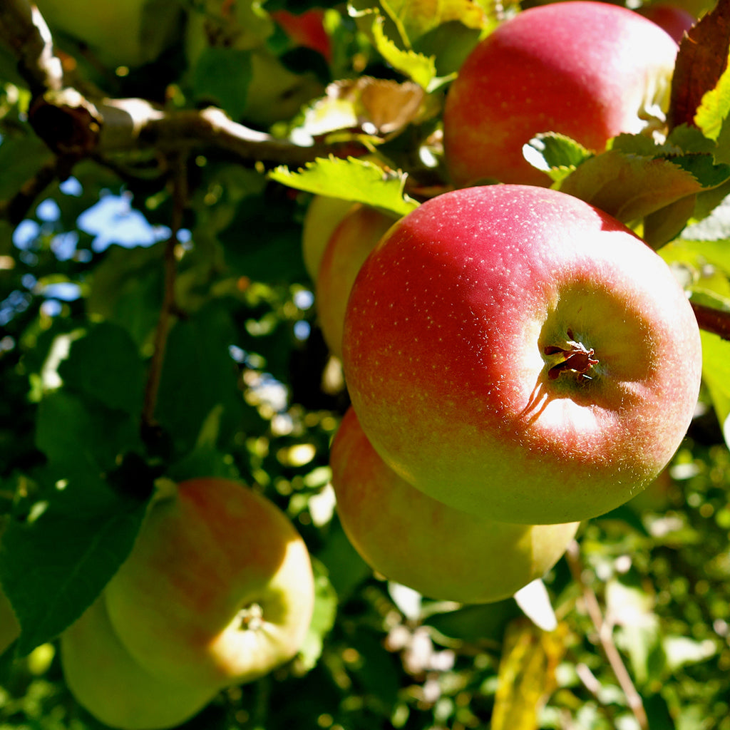 Fresh McIntosh Apple