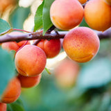 Apricot Tree - Moorpark