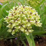 Asclepias - Green Beauty - Support The Monarchs