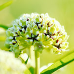 Asclepias - Green Beauty - Support The Monarchs