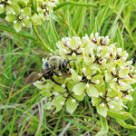 Asclepias - Green Beauty - Support The Monarchs