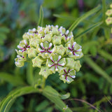 Asclepias - Green Beauty - Support The Monarchs