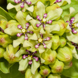 Asclepias - Green Beauty - Support The Monarchs