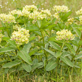 Asclepias - Green Beauty - Support The Monarchs