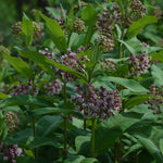 Asclepias Save The Monarchs Oasis