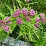 Asclepias - Incarnata Pink - Support The Monarchs