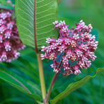 Asclepias - Incarnata Pink - Support The Monarchs