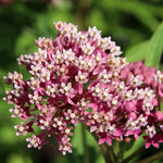 Asclepias - Incarnata Pink - Support The Monarchs