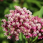 Asclepias Save The Monarchs Oasis