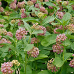 Asclepias - Cinderella - Support The Monarchs