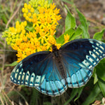 Asclepias - Hello Yellow - Support The Monarchs