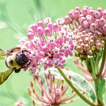 Asclepias - Sweet Monarch Blend - Exclusive