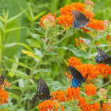 Asclepias - Tuberosa - Support The Monarchs