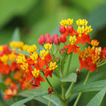 Asclepias - Gay Butterfly Mix - Support The Monarchs