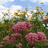 Asclepias - Cinderella - Support The Monarchs