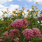 Asclepias - Sweet Monarch Blend - Exclusive
