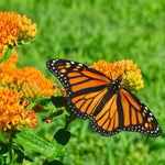 Asclepias - Tuberosa - Support The Monarchs