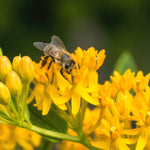 Asclepias - Gay Butterfly Mix - Support The Monarchs