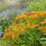 Asclepias - Butterfly Milkweed - Patio Kit - with Decorative Rattan Planter, Planting Medium & Roots