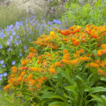 Asclepias - Gay Butterfly Mix - Support The Monarchs