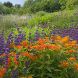 Asclepias - Gay Butterfly Mix - Support The Monarchs