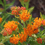 Asclepias - Tuberosa - Support The Monarchs
