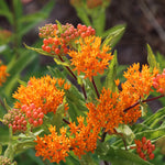 Asclepias - Gay Butterfly Mix - Support The Monarchs