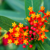 Asclepias - Gay Butterfly Mix - Support The Monarchs