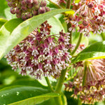 Asclepias - Soulmate - Support The Monarchs