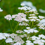 Asclepias - Ice Ballet - Support The Monarchs