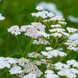 Asclepias - Ice Ballet - Support The Monarchs