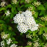 Asclepias - Ice Ballet - Support The Monarchs