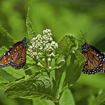 Asclepias - Ice Ballet - Support The Monarchs