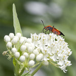 Asclepias - Ice Ballet - Support The Monarchs