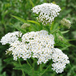 Asclepias - Sweet Monarch Blend - Exclusive
