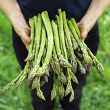 Asparagus - Jersey Giant - GMO Free