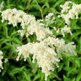 Astilbe - Bridal Veil®