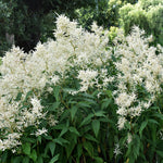 Astilbe - Bridal Veil®