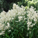 Astilbe - Bridal Veil®