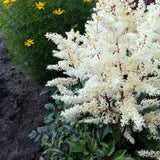 Astilbe - Bridal Veil®