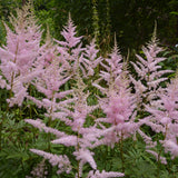 Astilbe - Erika