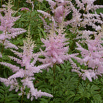 Astilbe - Erika