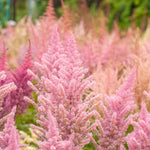 Astilbe - Erika