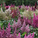 Astilbe - Top Choice Cake Mix